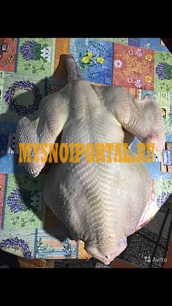 Фермерская индейка Краснодар - изображение 1