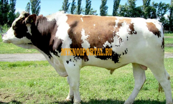 КРС Эраус Воронеж - изображение 1