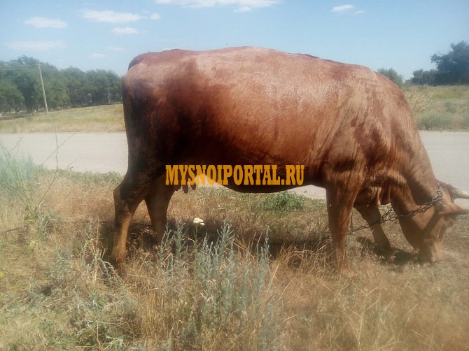 Продаю дойную корову.порода красная степная Ростов-на-Дону - изображение 1