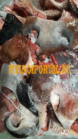 Пятаки говяжьи (от 10 кг) Ростов-на-Дону - изображение 1