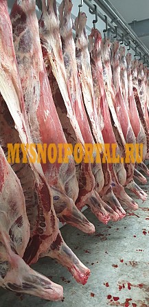 Мясо в полутушах Корова (от 180 кг) Ростов-на-Дону - изображение 1