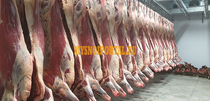 Мясо в полутушах Телка (от 160 кг) Ростов-на-Дону - изображение 1