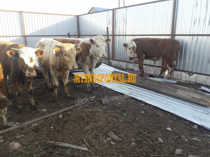 Бычки Симменталы на доращивание Магнитогорск - изображение 1