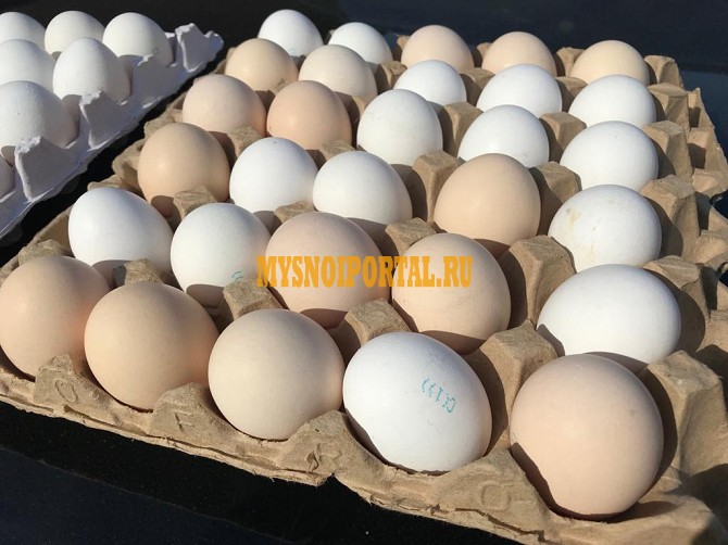 Продаю Яйцо куриное в Омске Омск - изображение 1