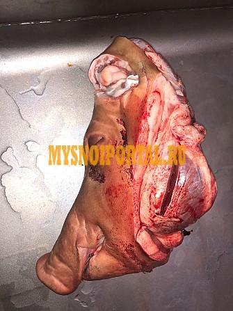 Головы свиные ограбленые 23 руб Тверь - изображение 1