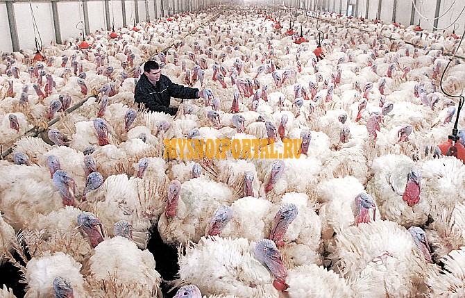 Тушки индейки Новосибирск - изображение 1