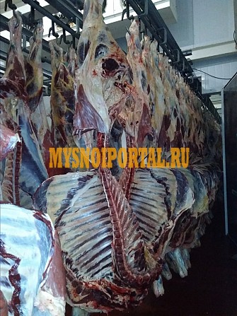 Говядина оптом 215 р./кг Буинск - изображение 1