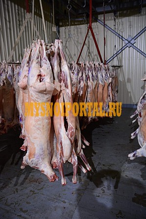 Продажа: Туши Бараньи (Ягнятины) , н/к, зам, в Москве Москва - изображение 1