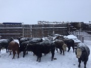 Продажа герефордов и казахов Екатеринбург