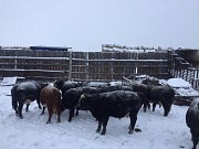 Продажа герефордов и казахов Екатеринбург