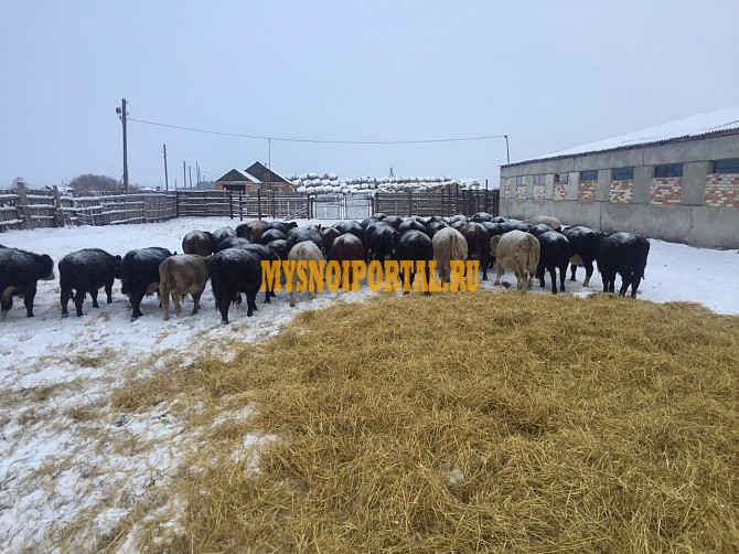 Продажа герефордов и казахов Екатеринбург - изображение 1