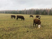 Герефорд нетели, телки, коровы доставка из г.Екатеринбург