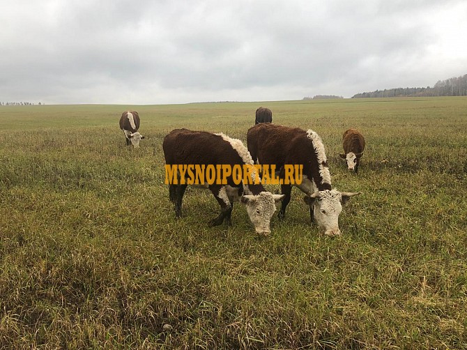 Герефорд нетели, телки, коровы Екатеринбург - изображение 1