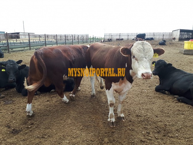 Бычки на откорм мясных пород Екатеринбург - изображение 1