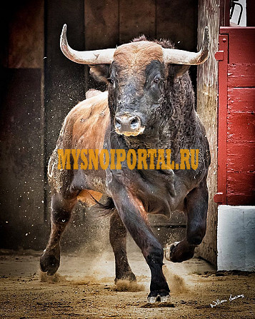 Продаю Полутуши Говяжьи коров, бычков ГОСТ, н/к, охл, в Саяногорске Саяногорск - изображение 1