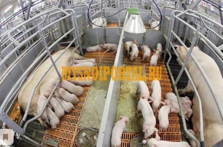 Кровь свиная Уфа - изображение 1