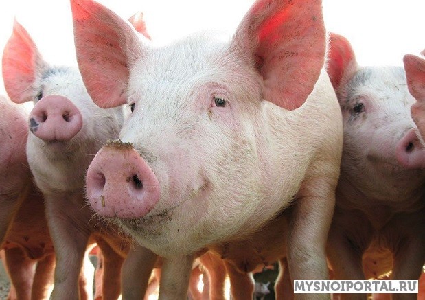 Свинина полутушами Владимир - изображение 1