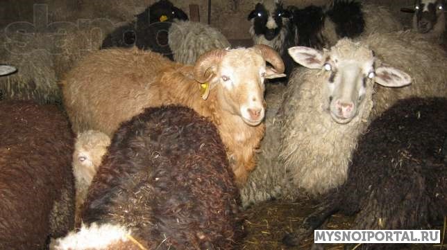 Купим ярочки, баранов Москва - изображение 1