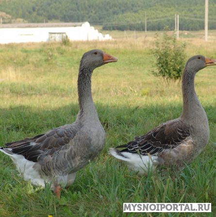 Продаем Гусей Языково - изображение 1