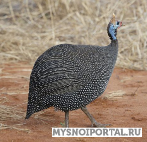 Продаем цесарок Языково - изображение 1