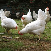 Куры-несушки порода Хайсекс Браун, возраст 4 месяца Дмитров