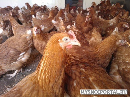 Куры-несушки порода Хайсекс Браун, возраст 4 месяца Дмитров - изображение 1