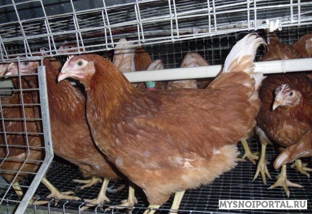 Возраст куриц 120 дней. Доставка от 10 шт бесплатная. Подольск - изображение 1