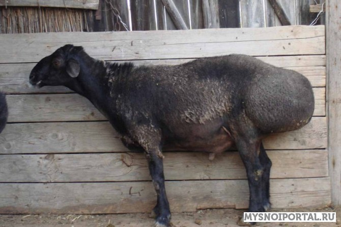 Овцы курдючные эдильбаевские. Волгоград - изображение 1