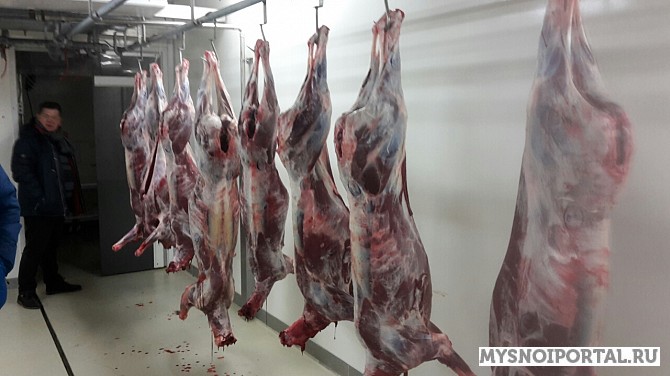 Мясо оленя Халяль Оленина Экспорт Санкт-Петербург - изображение 1