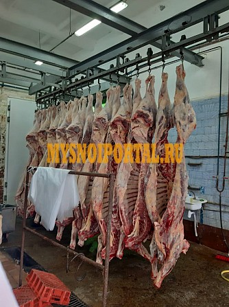 Продаю Полутуши Говяжьи ГОСТ, в Санкт-Петербурге Санкт-Петербург - изображение 1