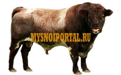 Закупаем птицу, мясо Красноярск - изображение 1