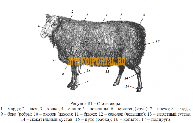 Продажа: Туши Бараньи (Ягнятины) ГОСТ, ТУ, н/к, Охл/Зам, в Чите Чита - изображение 1