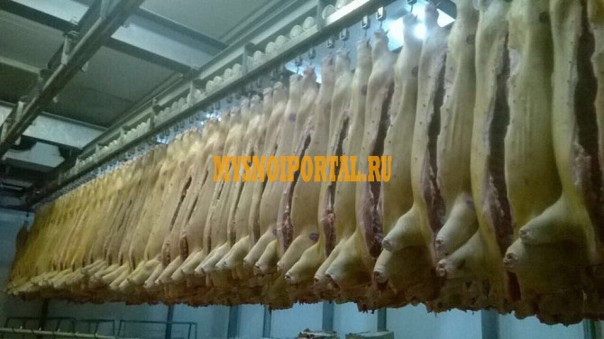 Свинина 2я категория в п/тушах Красноярск - изображение 1