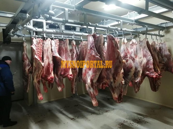 Продаю Полутуши Говяжьи РФ, ГОСТ, н/к, зам, в Москве Москва - изображение 1