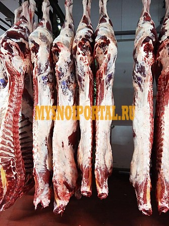 Продаю Полутуши Говяжьи ГОСТ, н/к, охл, в Москве Москва - изображение 1