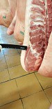  Куплю Полутуши Свиные н/к Охл/Зам, категория - I (беконная), II (мясная – молодняк) в Москве  Москва