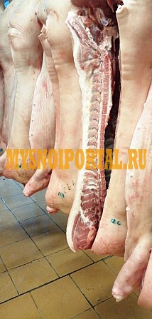 Куплю Полутуши Свиные н/к Охл/Зам, категория - I (беконная), II (мясная – молодняк) в Москве Москва - изображение 1