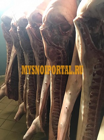 Продаю Полутуши Свиные н/к, охл, категория - I (беконная), II (мясная – молодняк) в Москве Москва - изображение 1