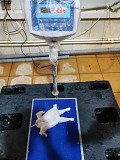 Куриный Окорочок с хребтом монолит зам Гост на складе в Москве Москва