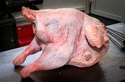 Продаю Грудка индейки  ТУ, б/к,  Охл/Зам, в Ижевске  доставка из г.Ижевск