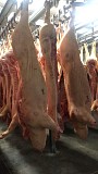 Продаю Полутуши Свиные н/к охл в Перми  доставка из г.Пермь