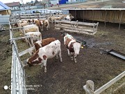 Бычки, телята, нетели, коровы, телки Сибай