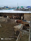 Бычки, телята, нетели, коровы, телки Сибай