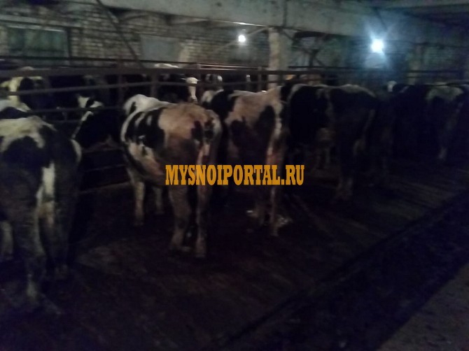 Бычки, телята, нетели, коровы, телки Сибай - изображение 1