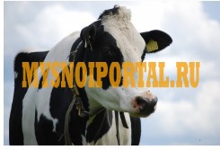 КРС на выращивание Санкт-Петербург - изображение 1