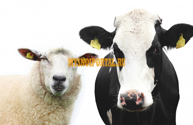 Куплю: КРС оптом. в Махачкале Махачкала - изображение 1