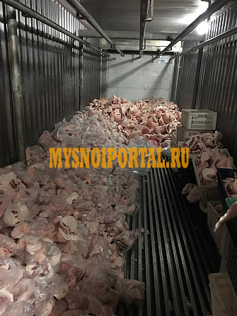 Продаю Курдюк бараний от 100 кг РФ зам, в Москве Москва - изображение 1