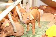 Продаю Поросята Хряк , породы Дюрок I (беконная) на выращивание в Липецке  доставка из г.Липецк