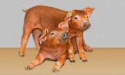 Продаю Поросята Хряк , породы Дюрок I (беконная) на выращивание в Липецке  доставка из г.Липецк