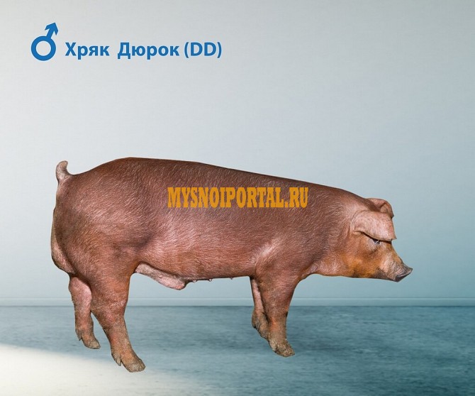 Продаю Поросята Хряк , породы Дюрок I (беконная) на выращивание в Липецке Липецк - изображение 1